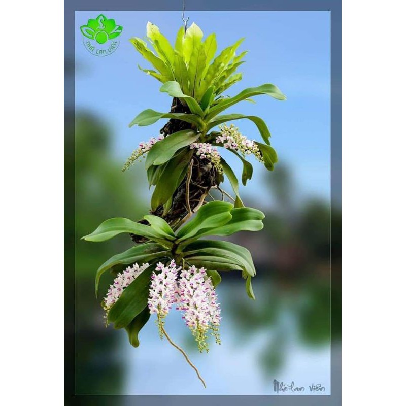 Lan nghinh xuân đai trâu