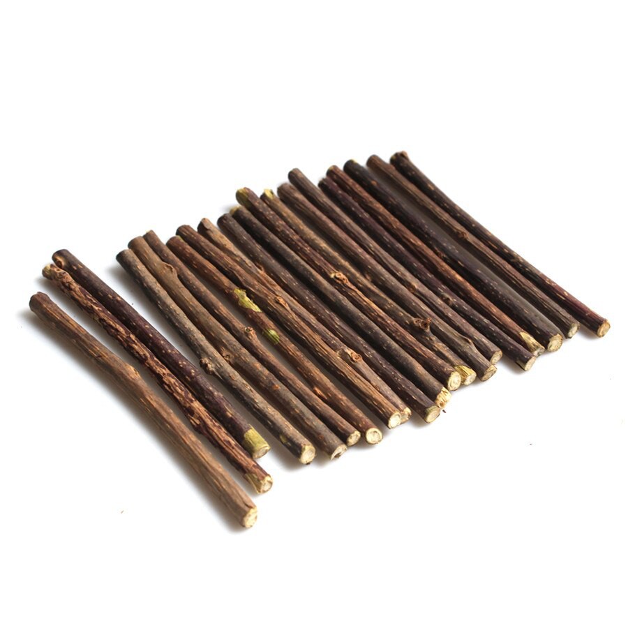 5 cây gỗ catnip bạc hà cho mèo gặm sạch răng thư giãn - Bivido