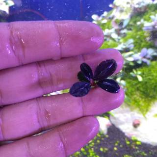Bucephalandra