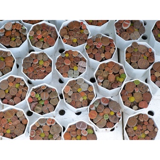 Lithops Mông nhà Gác Mái Sen