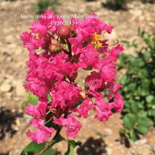 Cây hoa tường vi (Cây giống)