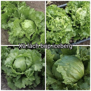 HẠT GIỐNG XÀ LÁCH ICEBERG NHẬP KHẨU
