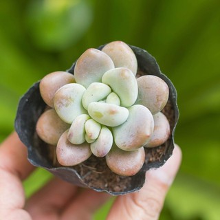 Sen đá sỏi hồng 5-7cm