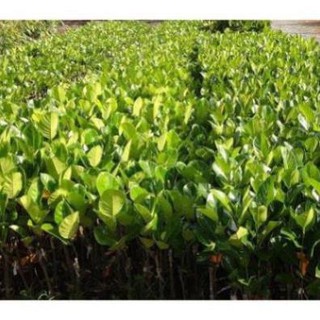 Cây mít thái siêu sớm