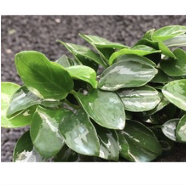 Cây thủy sinh Ráy Nana Petite Nhật (Anubias nana Japan) dễ trồng không cần co2