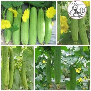 HẠT MƯỚP HƯƠNG - GÓI 10 HẠT