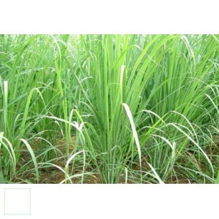 100gr Lá sả chanh ( Trà sả chanh) khô thơm ngon