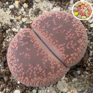 Sen mông,lithop,thạch lan size đại