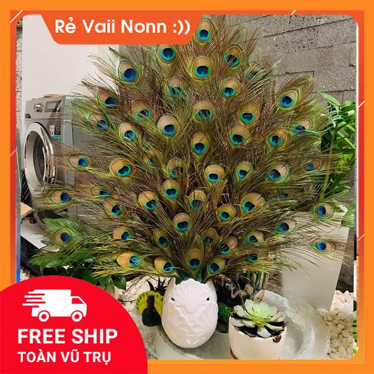 LÔNG CÔNG PHONG THỦY 🌿 FREESHIP 🌿 GIẢM CHỈ CÒN 5K/ CÀNH LÔNG CÔNG 100% TỰ NHIÊN (LÔNG CÔNG ĐẸP) | BigBuy360 - bigbuy360.vn