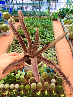 Dứa nâu size rất to