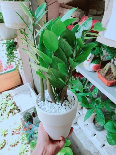 Chậu kim tiền thái