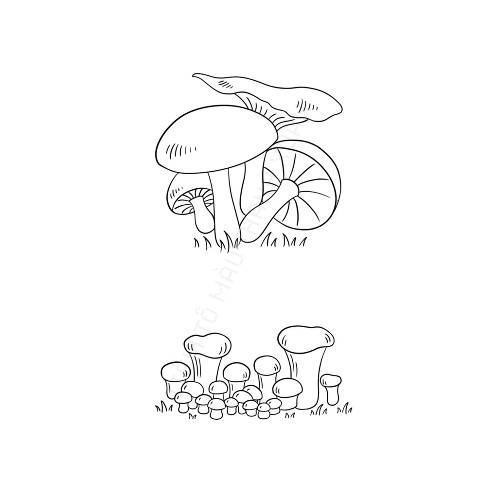 Set 10 Tờ Tranh Tô Màu Các Loại Nấm Tô Màu Sáp, Màu Chì - Tiệm Tô Màu Thanh Xuân