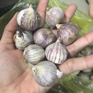 Tỏi cô đơn loại trung - combo 2kg