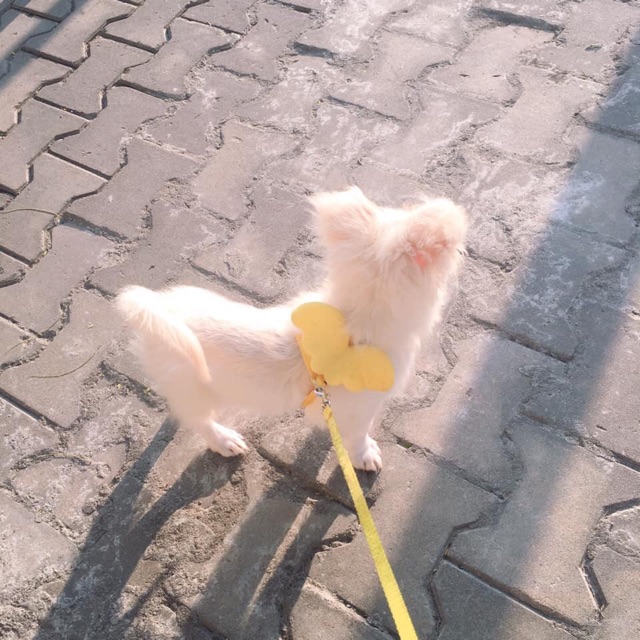 Dây dắt cánh thiên thần cho chó mèo