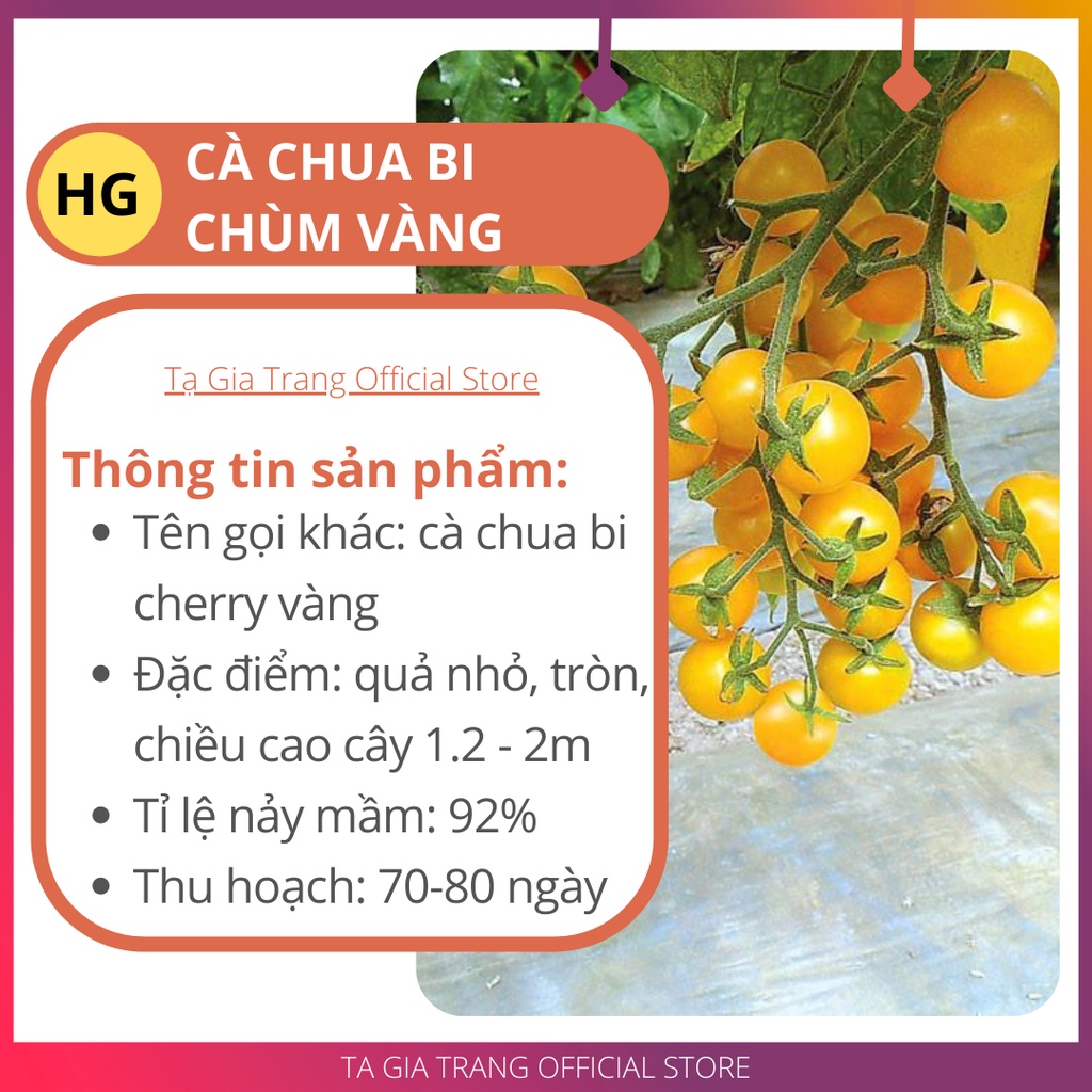 Hạt giống cà chua bi chùm vàng (Cà chua cherry vàng)