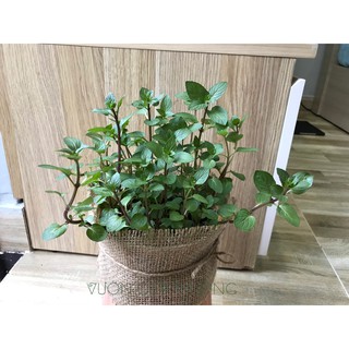 Cây Bạc Hà Âu - Chocomint