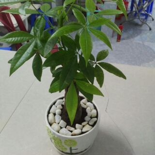 Cây kim ngân,3bím