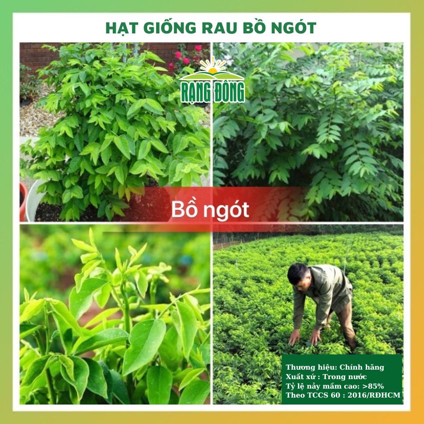 Hạt giống rau ngót (rau bồ ngót) ngon ngọt - rau củ quả chịu nhiệt 4 mùa tie lệ nảy mầm cao 1gr RADO 621
