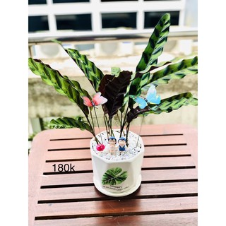 Bướm trang trí tiểu cảnh 1 con