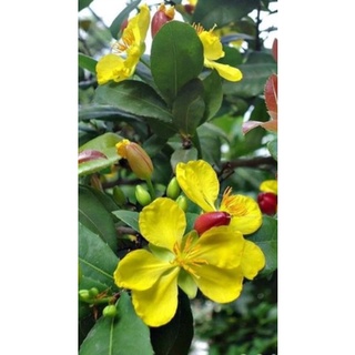cây giống mai tứ quý ( cao trên 20cm)