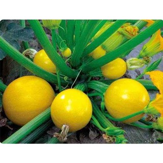 Hạt giống Bí ngòi (bí ngồi) tròn vàng Thái Lan 2gr