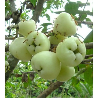 Cây Roi giống, cây mận trắng, cây doi