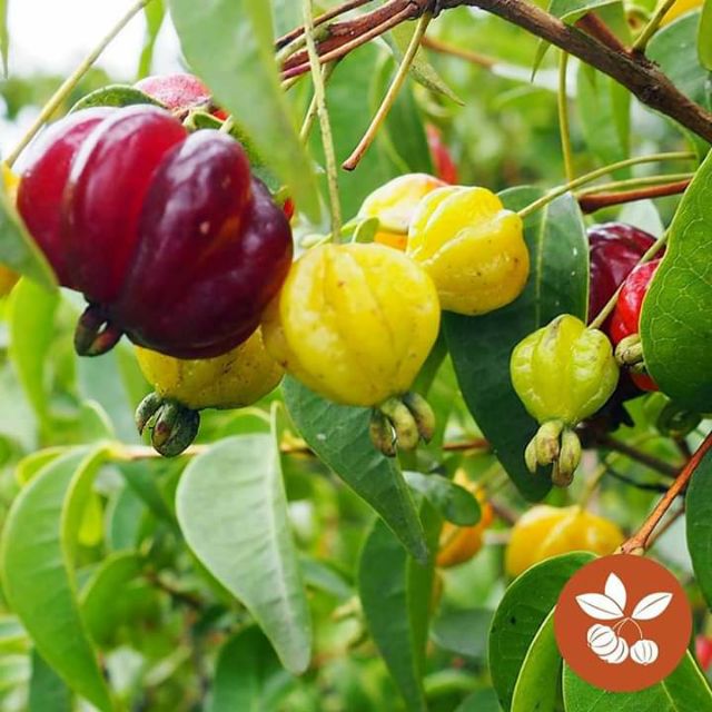 Cây Surinam cherry
