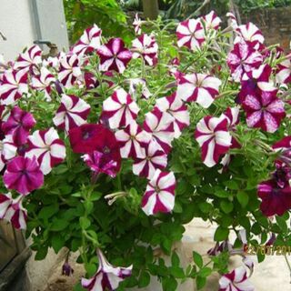 Dạ yến thảo sọc F1