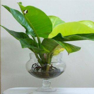 TRẦU BÀ ĐẾ VƯƠNG ( CÂY ĐẠI ĐẾ VƯƠNG)
