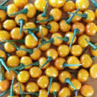 10 quả ớt charapita