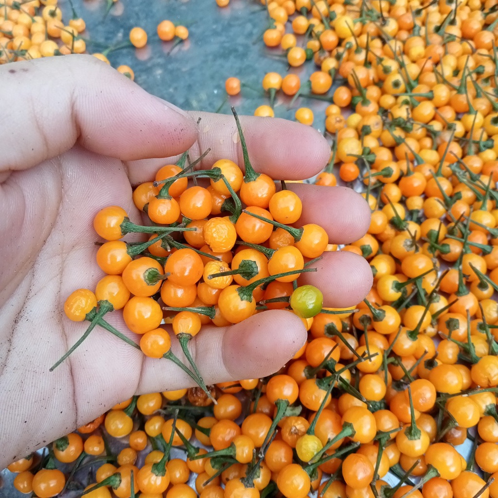 3 Trái  Ớt Mắc Nhất Thế Giới Aji Charapita 570tr/kg Loại Ớt Ngon Và Đắt Nhất Thế Giới