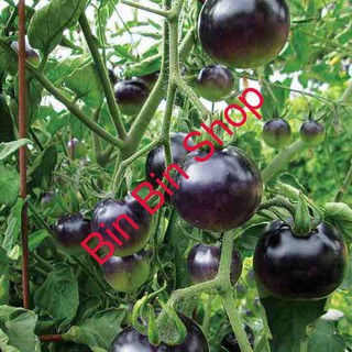 HẠT GIỐNG CÀ CHUA ĐEN QUẢ TO gói 10 hạt