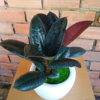 Đa búp đỏ chậu sứ để bàn