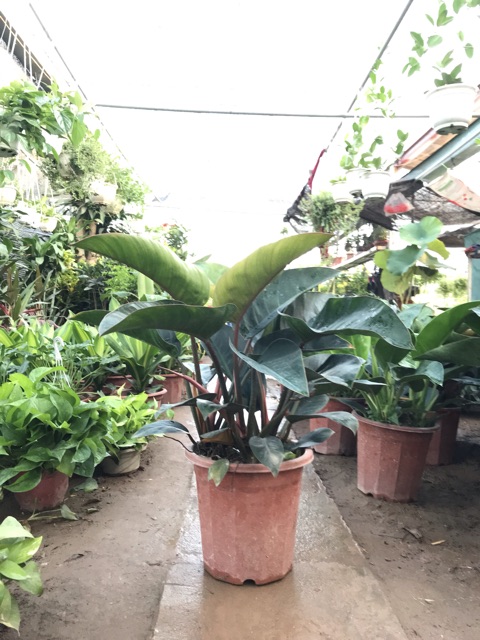 Chậu cây Trầu Bà Đế Vương Xanh-Đỏ cỡ lớn để trang trí shop, cửa hàng, nhà, phòng khách đẹp