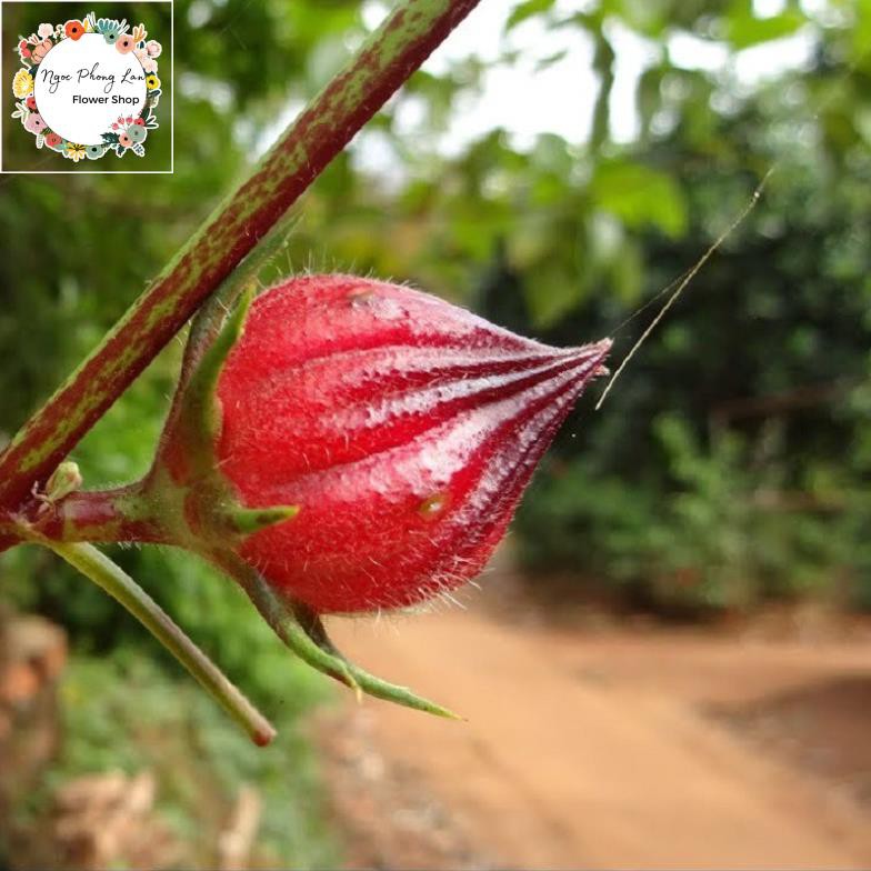 Giống Cây Giấm, Hoa Atiso Đỏ - Gói 2 Gram