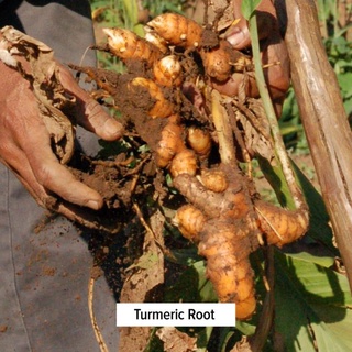 Banyan Botanicals Turmeric Powder - Bột Nghệ