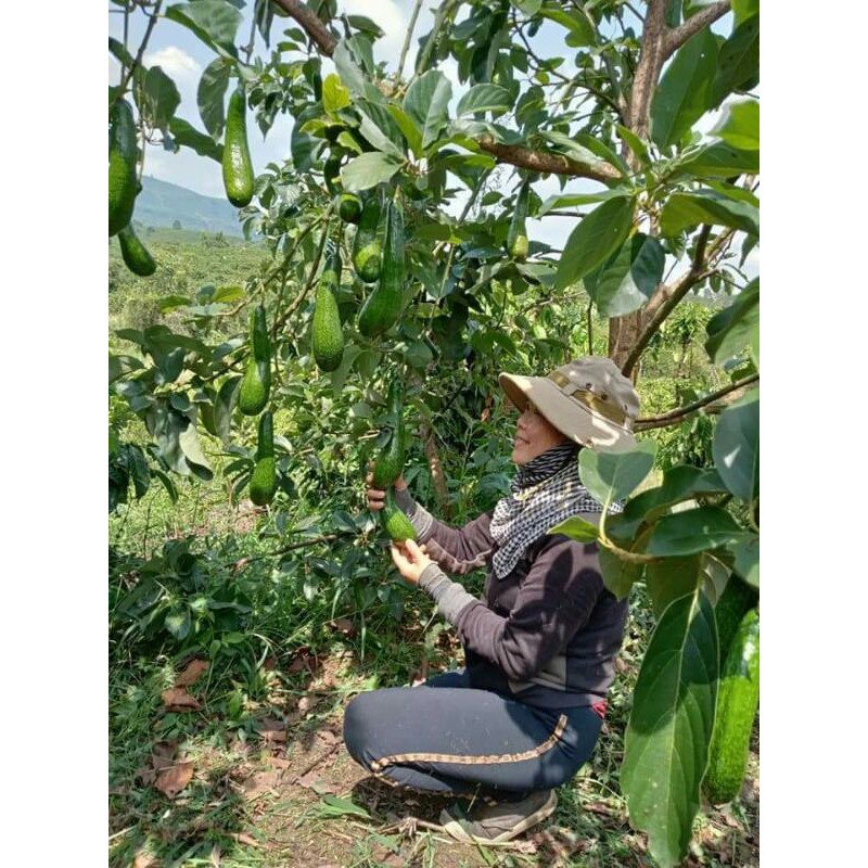 Bơ 034 Lâm Đồng