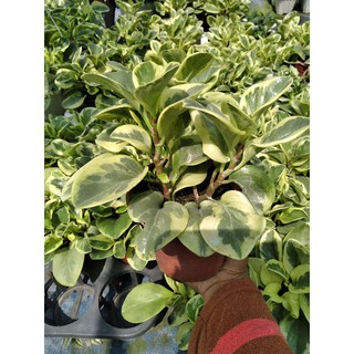 Cây trường sinh cẩm thạch