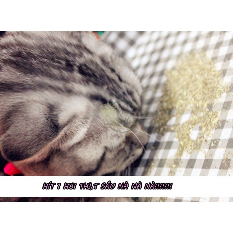 Cỏ Mèo (Catnip) Ống 10g, Ống Cỏ Bạc Hà Catnip Cho Mèo Chơi  (MUA 10 TẶNG 1) (Kiều Hoa Store)