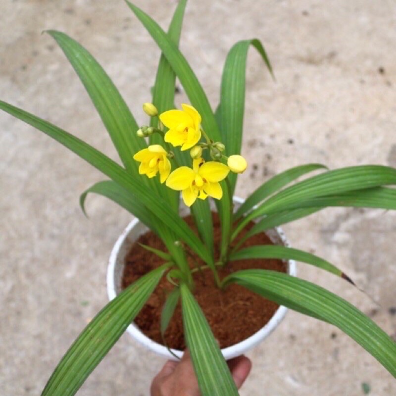 Cây địa lan hoa vàng/ lan chu đỉnh vàng