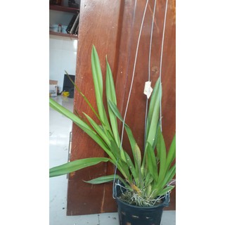 [Hàng lá] Vũ nữ bạch ngọc hàng