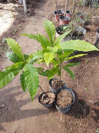 cây vú sữa hoàng kim cây giống cam kết chuẩn giống