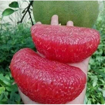 BƯỞI GIỐNG DA XANH KHÔNG HẠT MÚI ĐỎ