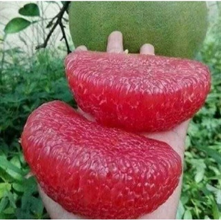 Bưởi giống da xanh không hạt múi đỏ