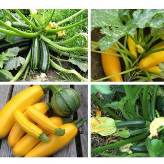 [Seeds]Hạt giống Bí ngòi/ bí ngồi nhiều loại (bí ngòi xanh/ bí ngòi vàng/bí ngòi tròn/ bí ngòi đĩa bay)_1g khoảng 10 hạt