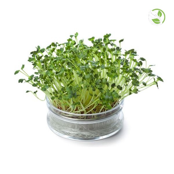 Hạt Giống Mầm Bông Cải Xanh Italia Phú Nông - Gói 20g - Italia Broccoli Sprouts