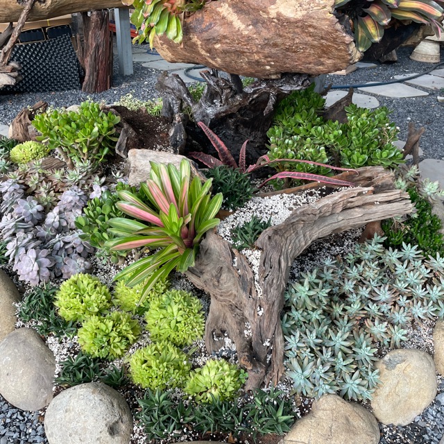 Hoa Kiểng Phong Thủy