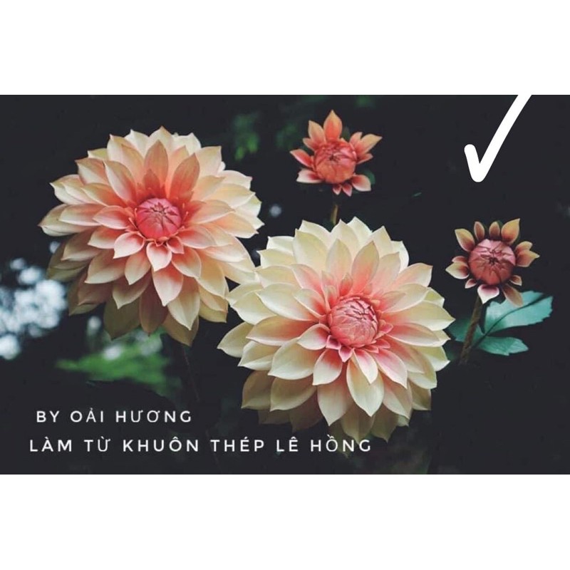 Khuôn cắt làm hoa thược dược
