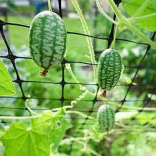 Hạt giống dưa hấu mini (dưa hấu tí hon ) 10hat