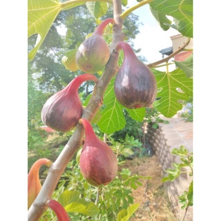 GIỐNG SUNG MỸ DÀI TRÁI SIÊU TO MÀU TÍM ĐỎ